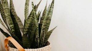 Common Causes of Snake Plant Brown Tips